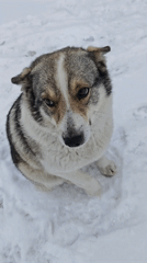 Tagged dog filmed in Russian snow