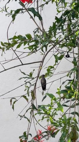 The video shows a small, gray bird perched on a branch of a tree with green leaves against a white wall. The bird is facing forward, and the camera slowly zooms in to provide a closer view. There are also red flowers and unripe pomegranates on the tree.