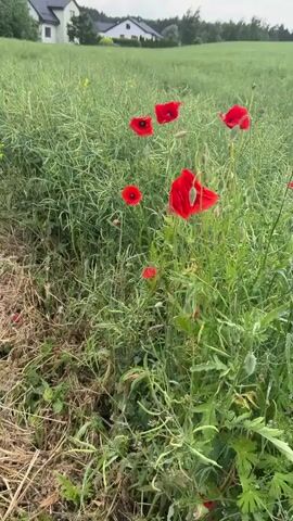 The video displays a medium shot of a field primarily composed of green plants, possibly rapeseed, with some yellow flowers visible. Scattered throughout the field, predominantly on the right side of the frame, are several vibrant red poppies with black centers, swaying gently in a light breeze. A few unopened poppy buds are also visible. In the background, two houses with dark roofs and light-colored walls are partially visible among trees under an overcast sky. The foreground on the far left shows drier, lighter-colored ground and vegetation. The camera performs a slow, slight downward and then leftward pan across the poppies.