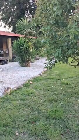 The video shows a one-story building with a red roof surrounded by landscaping. The building has a wooden structure.  The yard is covered in white gravel and is bordered by a line of small rocks and a grassy area. There are various plants and trees in the yard including yucca plants, banana trees and manicured hedges.  The sky is visible in the background with a mix of blue sky and some clouds.  The camera slowly pans across the scene.  The overall impression is of a well-maintained, rustic outdoor space.