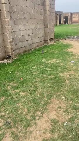 A black and white speckled chicken walks across a patch of green grass in the foreground. In the background, there is a low concrete block wall. The chicken moves from the left side of the frame towards the right, appearing to peck at the ground briefly at the start of the video. The scene is an outdoor area, likely a yard or open space, under clear daylight conditions in Tilde, Nigeria. No people or visible text are present.
