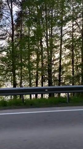 The video shows a view from a moving vehicle traveling on a road. On the left side of the road, there is a guardrail. Beyond the guardrail, there is a dense line of trees, some of which are quite tall and slender with lighter bark, possibly birch trees. The trees are leafy and green, suggesting it is spring or summer. The sun appears to be low in the sky, casting a warm light through the trees and creating some dappled shadows. In the background, further beyond the trees, there are hints of a slope or hill. On the right side of the road, the scenery is similar, with more trees and greenery. The road itself is paved and has a white line marking the lane. The overall impression is of a scenic drive through a wooded area.