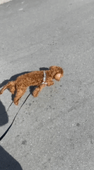Dog walks on leash in Sutomore, Montenegro