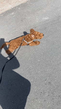 Dog walks on leash in Sutomore, Montenegro
