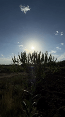 Witness documents pine forest and grassland scenes during golden hour