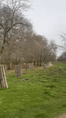 Overcast day captured in Molesey field with protected trees