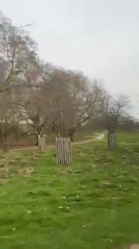 Overcast day captured in Molesey field with protected trees