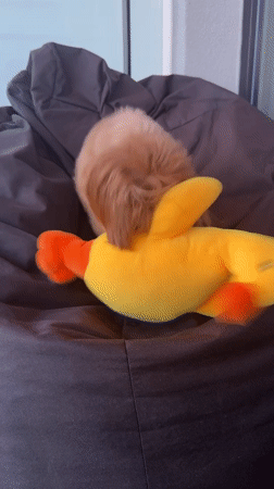 Fluffy dog plays with a yellow duck toy on a beanbag