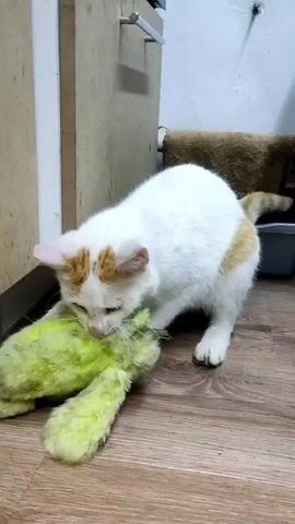 A white cat with some orange patches is playing with a large, neon-green, fluffy toy. The cat bites the toy and drags it across a light-colored, wood-grain floor. It carries the toy toward a litter box, set partially beneath a white, wooden stool. A section of wooden cabinetry and a blank white wall are visible in the background.