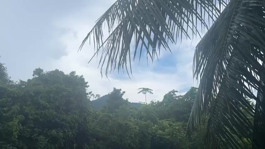 The video captures a scene of a lush, green forest with palm fronds framing the view. The forest canopy is dense, and a small mountain is visible in the distance. The sky is cloudy, with patches of blue peeking through. There are no people, objects, actions, or interactions visible in the video. The environment is tropical and humid.