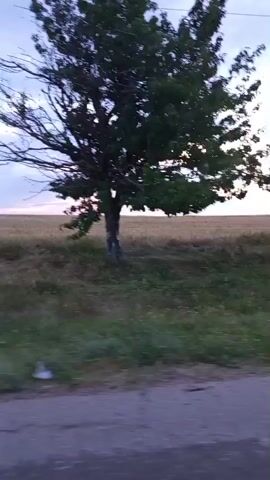The video shows a scenic view of a rural landscape at dusk. A solitary tree stands in the foreground on the left side of the screen, with its dark silhouette contrasting against the lighter sky. Beyond the tree, a vast field stretches horizontally across the middle ground, appearing to be a crop field, possibly wheat, in shades of brown and yellow. The sky above is filled with dramatic clouds, tinged with hues of blue, grey, and hints of pink and orange, suggesting the setting sun. The camera appears to be moving, likely from a vehicle, as evidenced by the slight blur and the perspective shift. The overall atmosphere is serene and tranquil, capturing the beauty of nature during twilight.