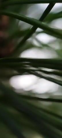The video is a close-up, out-of-focus shot of pine needles against a blurred background of white and green. The needles are dark green and appear to be wet, with water droplets visible on some of them. The background bokeh suggests sunlight filtering through trees. The camera is static and there is no discernible action or interaction taking place.