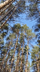 Ordinary moments captured across Chaikovsky, Russia forest and homes