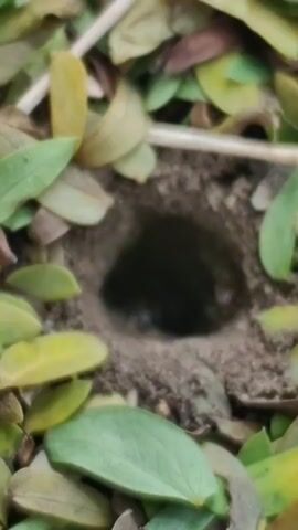This video shows a close-up, top-down view of a small, dark hole in the ground. The hole is surrounded by a scattering of dry, fallen leaves in various shades of green and brown. Some twigs and debris are also visible amongst the leaves. The lighting suggests it is daytime, possibly outdoors in a natural environment. The camera angle remains static throughout the short clip.