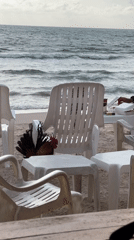 Beach diners share sandy restaurant space with roaming roosters