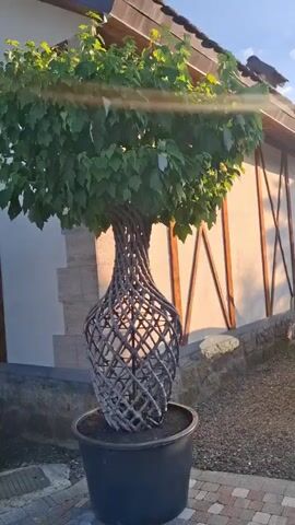 The video showcases a unique, artistically shaped tree in a large pot. The tree's trunk is intricately woven and twisted into a decorative cage-like structure, resembling a vase or a sculpture. This woven design extends from near the base of the trunk upwards, creating a visually striking form. The tree itself is full of lush green leaves, suggesting it is healthy and in bloom.

The tree is planted in a large, dark-colored plastic pot, which sits on a paved area. Behind the tree, there is a building with a distinctive architectural style. The building features light-colored stone cladding on its lower section and a wooden-framed upper section with angled beams, possibly a roof or an overhang. The background also shows a glimpse of a sky with clear sunlight, indicating it is daytime. The lighting suggests it might be late afternoon or early evening, with the sun casting warm tones on the building.

The overall scene appears to be an outdoor garden or courtyard, possibly a residential or a commercial space that features decorative landscaping. The meticulous shaping of the tree hints at a deliberate and artistic approach to horticulture or garden design. The weaving of the trunk is a prominent detail, drawing the viewer's attention to its unusual and appealing form. The presence of the building and paved area provides context for the setting, implying an organized and maintained environment. The focus remains on the sculpted tree, emphasizing its artistic and natural beauty.