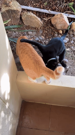 Two collared cats roam residential area in Thailand overnight