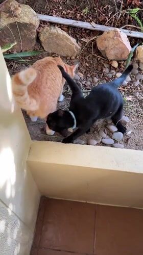 Two collared cats roam residential area in Thailand overnight