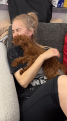 Evening domestic life with pet poodle documented in Ruse apartment