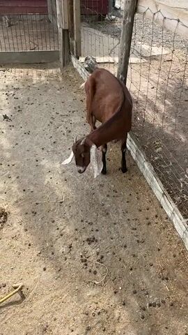 A brown goat with long ears stands in a fenced enclosure. The ground is dirt with small black droppings. The goat lowers its head and appears to be sniffing or eating something near the fence. A hand enters the frame and the goat looks up towards it. The goat then moves further into the enclosure away from the hand.