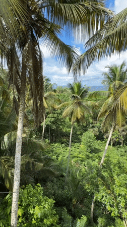 Aerial view captures tropical landscape in Dampahala, Sri Lanka