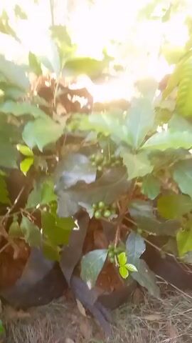 A close-up shot shows a small plant with green leaves and clusters of green berries growing on its branches. The plant is in a black plastic pot and surrounded by dry leaves and grass.  The camera then zooms out to reveal a row of similar plants, all in black plastic pots, growing near a rough-textured wall and what appears to be a pale green window frame. Sunlight is bright, illuminating the plants and casting shadows. The camera pans slightly across the row of plants.