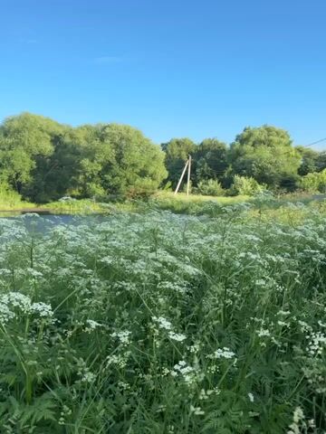The video shows a wide, green field with numerous white flowers in the foreground, swaying gently in the breeze. Beyond the field, a body of water, likely a lake or river, is visible, bordered by lush green trees. The sky is a clear, vibrant blue, suggesting a sunny day. In the distance, a single wooden utility pole stands in the field. The camera pans slowly across the scene, capturing the natural beauty of the landscape. There are no people or animals visible in the video. The overall impression is one of a serene and peaceful natural environment.