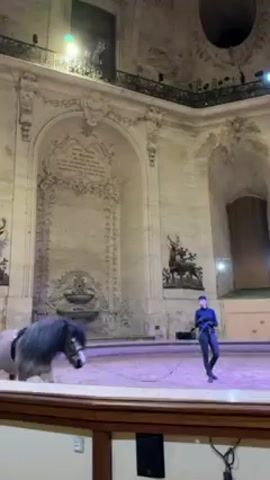 The video shows a woman in a dark outfit standing in an arena, holding the lead rope of a horse. The arena is brightly lit with overhead lights, and there are people in the stands behind the horse. The horse is a light grey color with a long, dark mane and tail. The arena is located inside a large, ornate building with high ceilings. There is a large statue of a deer on the back wall of the arena. The horse walks slowly in a circle.