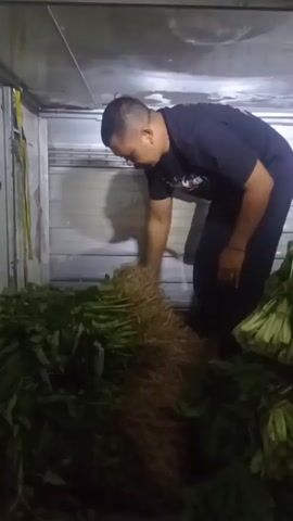 A man in a black t-shirt is in the back of a truck, surrounded by piles of leafy green vegetables and bundles of dried grass or straw. He is bent over, examining the vegetables. The truck appears to be dimly lit, with a corrugated metal wall behind him and a closed rolling door in the background.