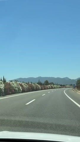 A first-person perspective of driving on a highway under a clear blue sky. The highway has two lanes in each direction, separated by a median planted with a variety of flowering bushes in shades of pink and white. In the distance, a range of mountains is visible. The sun appears to be high in the sky, casting bright light.