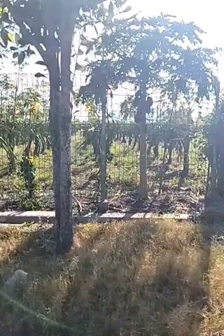 The video shows a slow-moving shot from a vehicle or person traveling on a dirt road through a rural area. The scenery consists of various types of trees and vegetation, including what appears to be a papaya tree and banana trees. There are also structures that look like fencing or trellises, suggesting some form of cultivation. A small ditch or canal with water is visible in one section. The ground is covered with dry grass and some litter. The sky is clear with bright sunlight, indicating daytime. The overall impression is of a tropical or subtropical agricultural landscape.