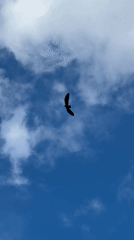 Bird soars through cloudy sky in North Kuta