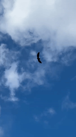 Bird soars through cloudy sky in North Kuta