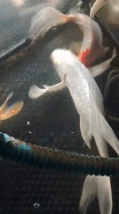 Koi fish in a tank at Mesjid Reuntoh, Indonesia