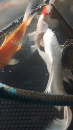 Koi fish in a tank at Mesjid Reuntoh, Indonesia