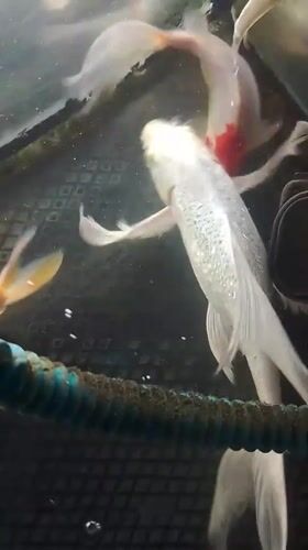Koi fish in a tank at Mesjid Reuntoh, Indonesia