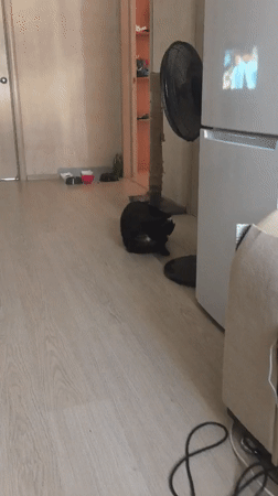 Two cats at home in Verkhnetemernitsky, one napping on a windowsill