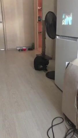 The video shows two cats interacting indoors. The scene appears to be a hallway or living area with a wooden floor. In the background, there is a door on the left, a cat scratching post, a fan, and a refrigerator. The first cat is black and is lying down on the floor, looking at the other cat. The second cat is a tabby and is standing. The black cat then gets up and walks towards the tabby cat. They briefly interact, then the black cat moves away and lies down again. The tabby cat remains standing and appears to be observing the black cat.