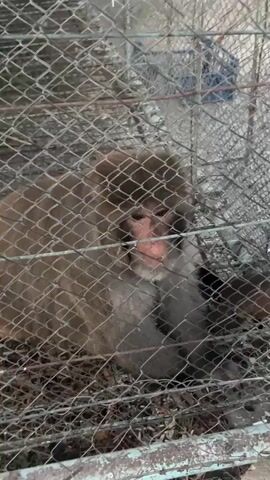 A monkey is seen inside a wire mesh enclosure. The monkey is sitting on a bed of dried leaves and debris. The enclosure appears to be outdoors, with a light-colored wall visible in the background. The monkey's fur is brown and gray. The monkey is looking downwards and appears to be grooming itself. The wire mesh of the enclosure is a prominent feature of the video, obscuring the full view of the monkey and its surroundings.