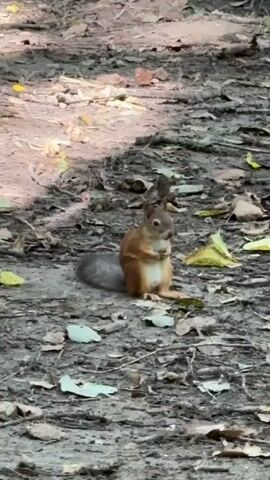 A small, reddish-brown squirrel with a bushy tail is sitting upright on a dirt path, holding a small nut or seed in its paws. The squirrel is facing the camera, and its eyes appear to be focused on something in front of it. The ground around the squirrel is covered with dry leaves, dirt, and some scattered green foliage. Sunlight filters through unseen trees, casting dappled shadows on the ground. The background is blurred, suggesting the focus is entirely on the squirrel and its immediate surroundings.