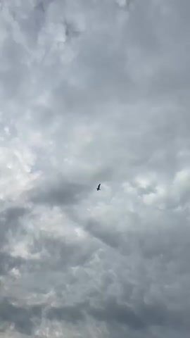 A bird is silhouetted against a cloudy sky. The bird is small in the frame and is in flight. The clouds are gray and overcast, with some patches of lighter sky visible. The video is shot from a low angle, looking up at the sky.