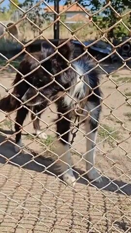 A black and white dog stands behind a chain-link fence. The dog is looking at the camera with its ears up. It is wearing a collar and a chain leash. The ground is dirt and there is some dry grass. In the background, there is a wooden post and some trees. The sky is visible, and it appears to be a sunny day.