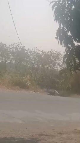 A white truck with a silver cargo container drives from left to right across a dusty, paved road. The truck is followed by a person on a motorcycle wearing a red shirt, who also drives from left to right. The environment appears to be rural, with trees and vegetation visible in the background. The sky is hazy and bright.