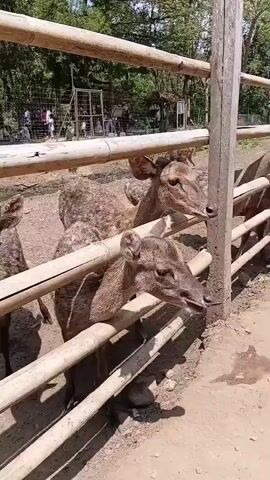 This is a close-up, first-person perspective video of a group of deer standing behind a wooden fence. The deer are brown with spotted fur and are looking towards the camera, with some of them poking their heads through the fence. The background shows a dirt enclosure with more wooden fencing and a dense forest with trees. In the distance, there are a few people walking around. Towards the end of the video, a woman and a child are seen on the other side of the fence, with the child extending a stick towards the deer, possibly for feeding. The lighting suggests it is daytime.