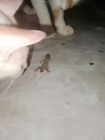 A white and orange cat is seen interacting with a small lizard on a tiled floor. The cat is positioned above and around the lizard, with its paws near the reptile. The lizard appears to be injured, with blood visible on its leg. The cat's mouth is also near the lizard, suggesting a predatory interaction. The environment appears to be indoors, with the floor showing a marble or tile pattern.