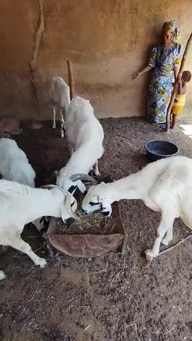 Here is a forensic description of the video clip:

The scene shows a small, enclosed dirt-floored pen area where several white goats are eating from a rectangular feeding trough. The trough is filled with dried grass or hay. At the edge of the pen, there is a woman in a floral-patterned dress standing next to a young child. A man walks toward the camera, holding a phone in his right hand and the goats in the enclosure. The walls of the pen are made of a rough, light-colored material. A black basin is on the ground, and a wooden stick is positioned at one edge of the pen, seemingly part of the enclosure.
