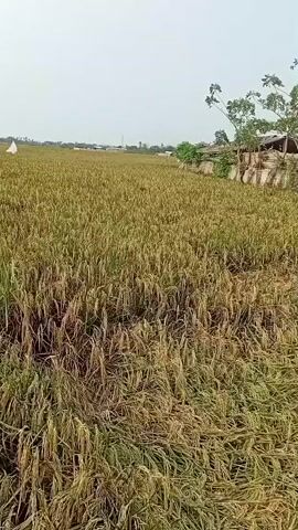 A video pans across a vast, flat field of ripe golden-brown rice stalks, some of which appear to have been flattened or damaged. The sky is overcast and pale, suggesting a dull or hazy day. In the distance, a small white flag or marker stands out amongst the rice. On the right side of the frame, a few simple structures, possibly small buildings with thatched roofs, are visible near the edge of the field, partially obscured by a line of trees. The overall impression is of a rural agricultural landscape.