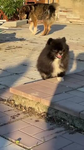 A black Pomeranian walks towards the camera on a tiled patio. A larger, brown and black dog stands in the background. The sun casts long shadows across the ground.