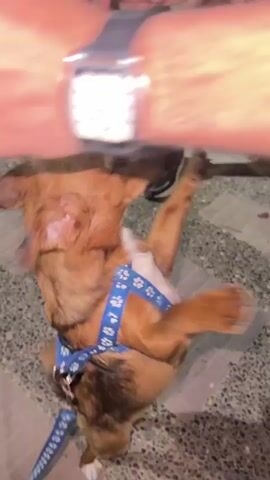 This video captures an outdoor evening scene in Dkhissa, Morocco, centered around a small, short-haired brown dog. The dog is wearing a blue harness patterned with what appears to be white paw prints or bones, and a matching blue leash.

The dog exhibits high energy and playfulness throughout the clip, repeatedly jumping up on its hind legs to interact with two individuals, whose full bodies are not shown. Initially, the dog leaps towards a person, whose forearm, adorned with a silver rectangular-faced watch on a black leather strap, is visible. The dog has a medium brown coat with some lighter, possibly white, patches on its paws and muzzle.

The setting features an unevenly paved ground with grey and dark grey stones, resembling cobblestones or ancient paving. In the background, dark stone steps and structures are discernible, hinting at an urban or semi-urban environment typical of a Moroccan town. The scene is illuminated by artificial light, indicating it is likely evening or night.

Two people are actively engaging with the dog. One individual, wearing dark trousers and white sneakers, is seen bending down. Their hands gently interact with the dog as it stands on its hind legs, with its front paws often resting on the person's arm or hands. At one point, a hand gently holds the dog's muzzle area as it looks directly at the camera with wide, expressive eyes, conveying excitement and attentiveness. The interaction suggests a warm and affectionate bond between the dog and its human companions. There is no visible text in the video.