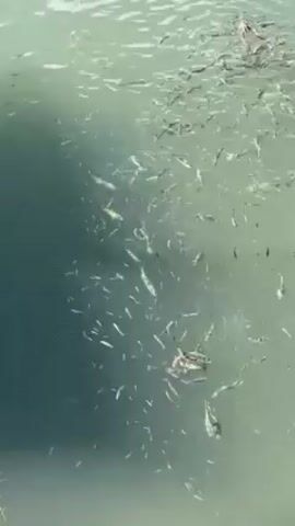 The video shows a body of water crowded with numerous small, silvery fish. The water is slightly murky, with a greenish-grey hue, partially obscured by a large, dark shadow on the left side of the frame. Small disturbances in the water's surface suggest the movement of the fish as they swim together. The overall impression is that of a dense shoal or school of fish congregating in the water. The audio features the sound of human speech in the background.
